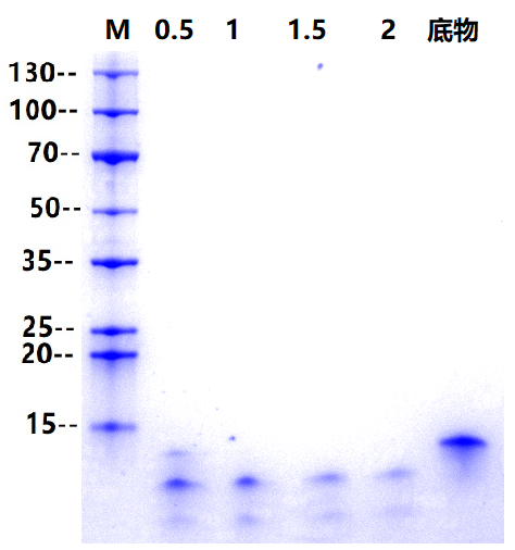 Enterokinase, Bovine