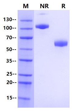 CD47 Fc Chimera Protein, Human