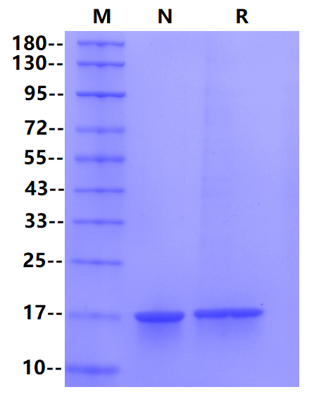 Recombinant Human TNF-α Protein