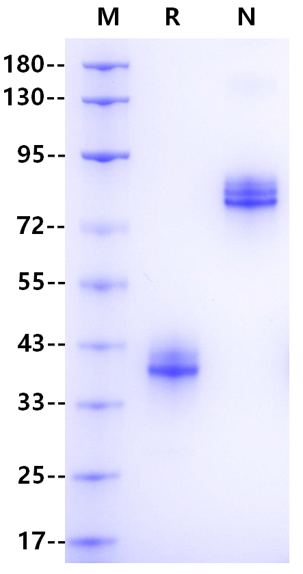 IgG3 Fc Protein, Human