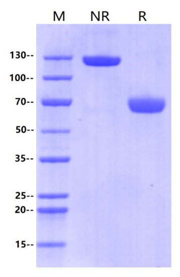 PD-L1 Fc Chimera Protein, Human