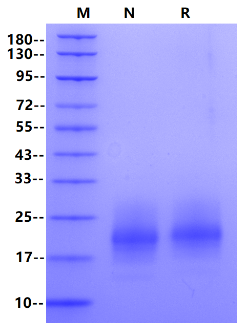 GM-CSF Protein, Human