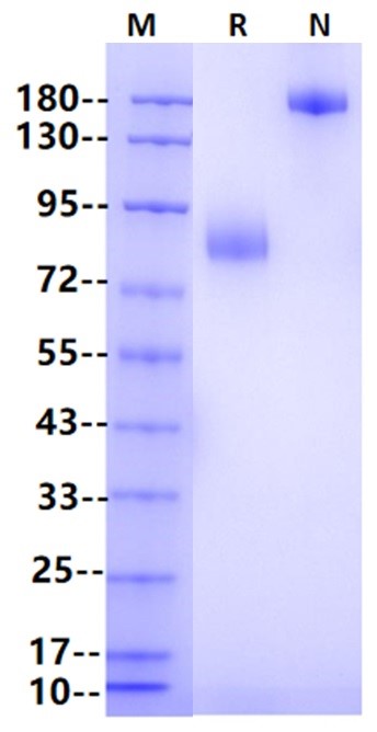 Nectin-1/PVRL1/CD111 Fc Chimera Protein, Human
