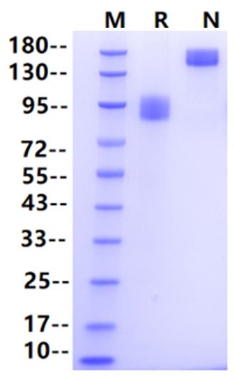 Nectin-3/CD113 Fc Chimera Protein, Human
