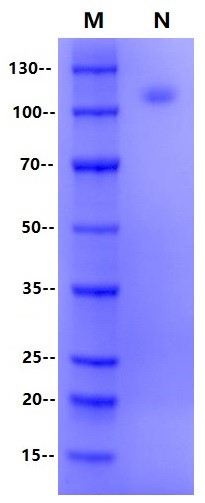 Biotinylated CD47 Fc Chimera Protein, Human