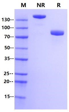 SIRP-α Fc Chimera Protein, Human