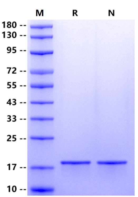 Recombinant Human FGF-basic (154aa) Protein