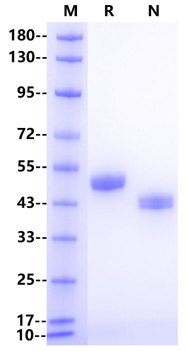 Nectin-2/CD112 His Tag Protein, Human