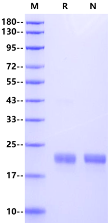 IL-1β Protein, Human