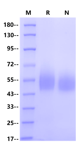 Recombinant Cynomolgus B7-H4 Protein(His Tag)