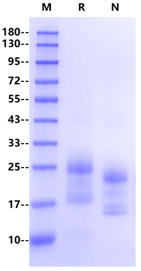 FLT-3L Protein, Human