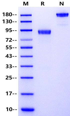 Recombinant Mouse ROR1 Protein(FC Chimera)