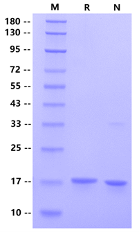 TNF-α Protein, Human