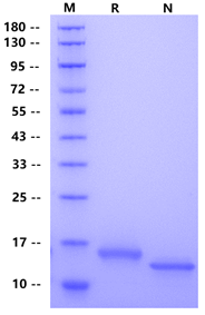 IL-4 Protein, Human