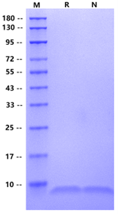 TGF-α Protein, Human