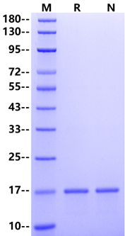 TNF-α(80-235aa) Protein, Mouse