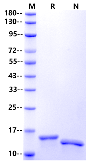 Recombinant Mouse GM-CSF Protein