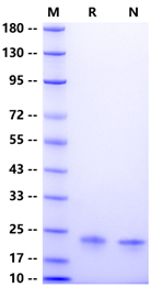 IL-6 Protein, Human