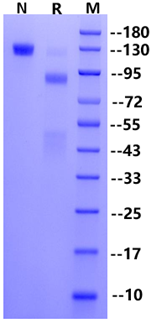 HGFR/c-MET His Tag Protein, Human