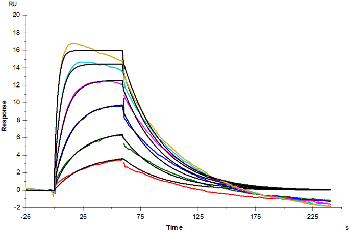 GM-CSF Protein, Human