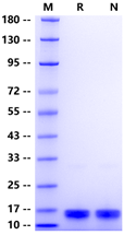 IFN-γ Protein, Human