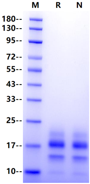 IFN-γ Protein, Human