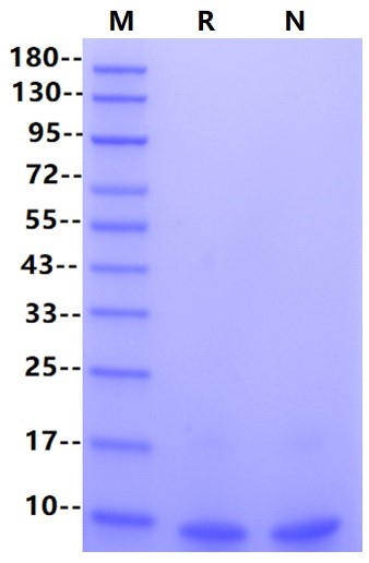 LR3-IGF-I Protein, Human