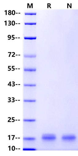 IFN-α 1b Protein, Human