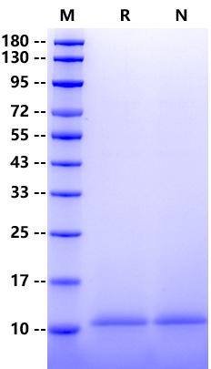 IP-10/CXCL10 Protein, Human