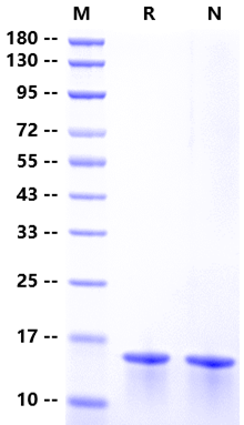 IL-21 Protein, Mouse