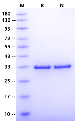 Biotin Labeling for Avitag Protein Kit