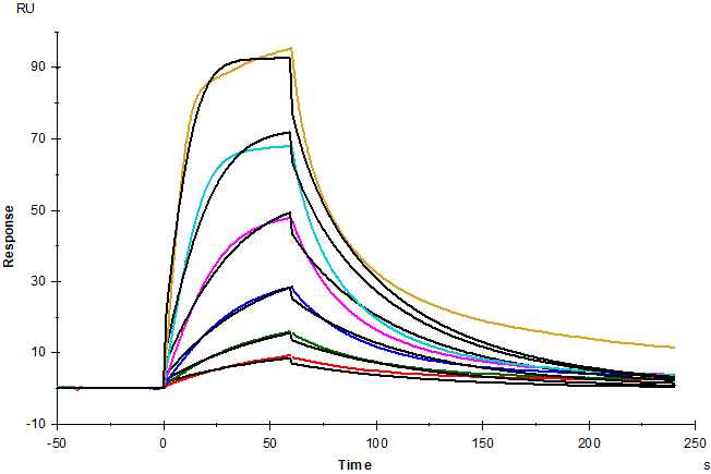 IL-2 Protein, Human