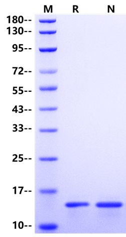 IFN-γ Protein, Mouse