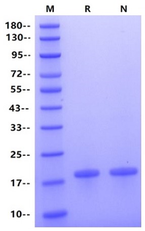 TNF-α Protein, Mouse