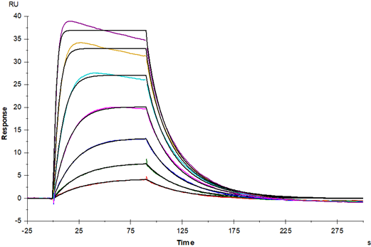 Recombinant Mouse GM-CSF Protein